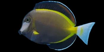 日本刺尾鱼（Acanthurus japonicus）图片