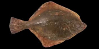 石鲽（Kareius bicoloratus）图片