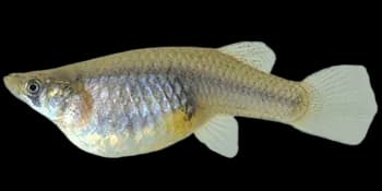 食蚊鱼（Gambusia affinis）图片
