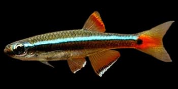 唐鱼（Tanichthys albonubes）图片
