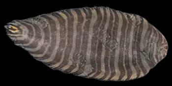 条鳎（Zebrias zebra）图片