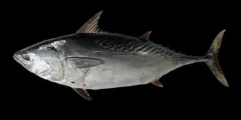 鲔鱼（Euthynnus affinis）图片