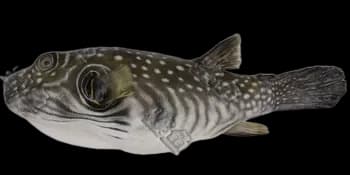 纹腹叉鼻鲀（Arothron hispidus）图片