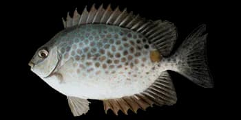 星斑篮子鱼（Siganus guttatus）图片