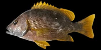星点笛鲷（Lutjanus stellatus）图片