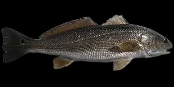 眼斑拟石首鱼图片