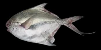 银鲳（Pampus argenteus）图片