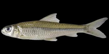 银鮈（Squalidus argentatus）图片