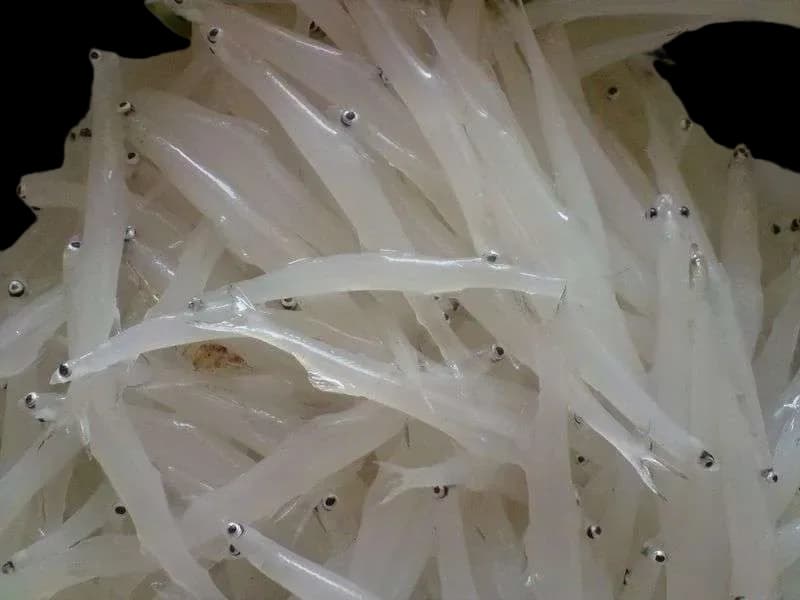 银鱼图片