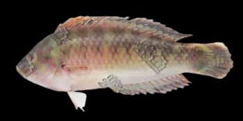 云斑海猪鱼（Halichoeres nigrescens）图片