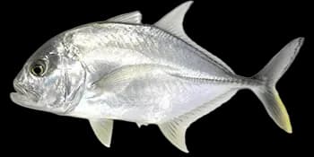 珍鲹（Caranx ignobilis）图片