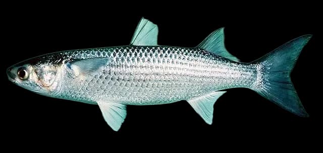 鲻鱼（Mugil cephalus）图片