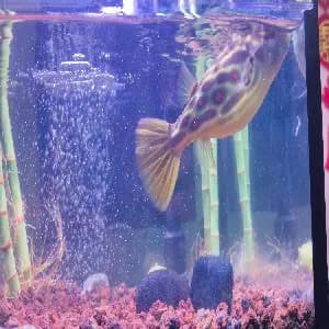 阿拉伯鲀钓获 长春市 0.1kg