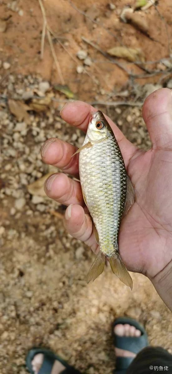 暗花纹唇鱼钓获 江门市 0.1kg