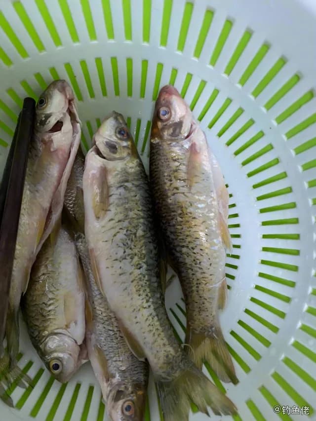 暗花纹唇鱼钓获 百色市 0.1kg