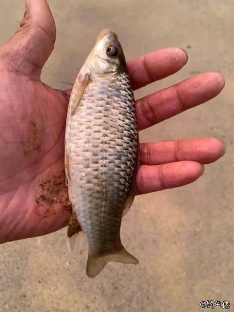 暗花纹唇鱼钓获 东莞市 0.1kg