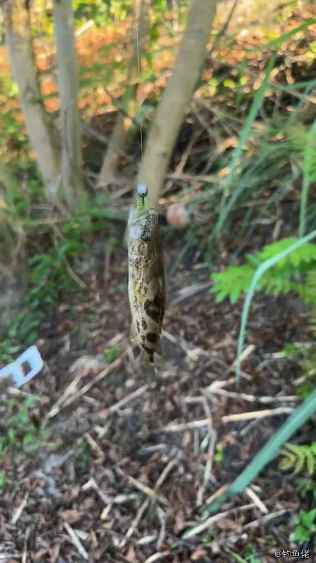 暗绿鲀钓获 绵阳市 0.02kg