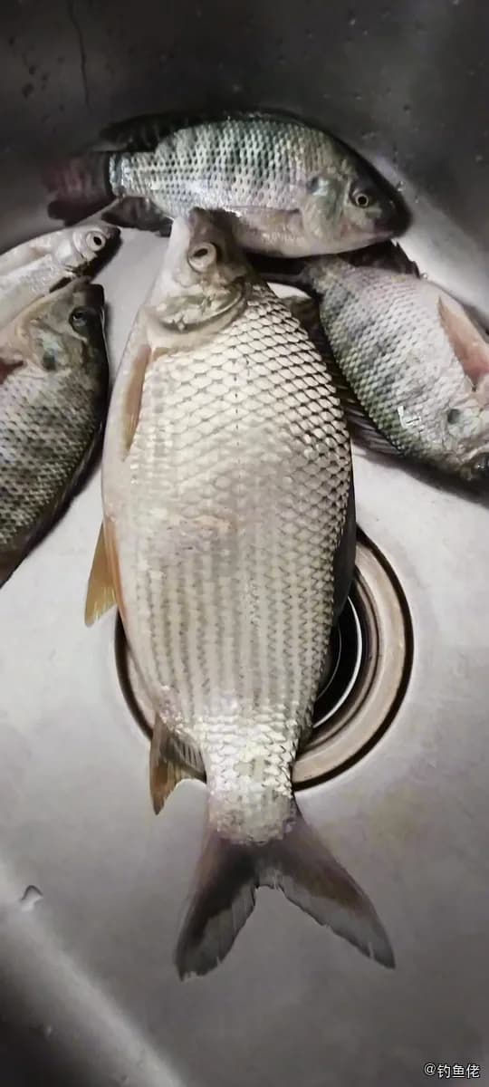 巴西真鲳钓获 肇庆市 0.5kg