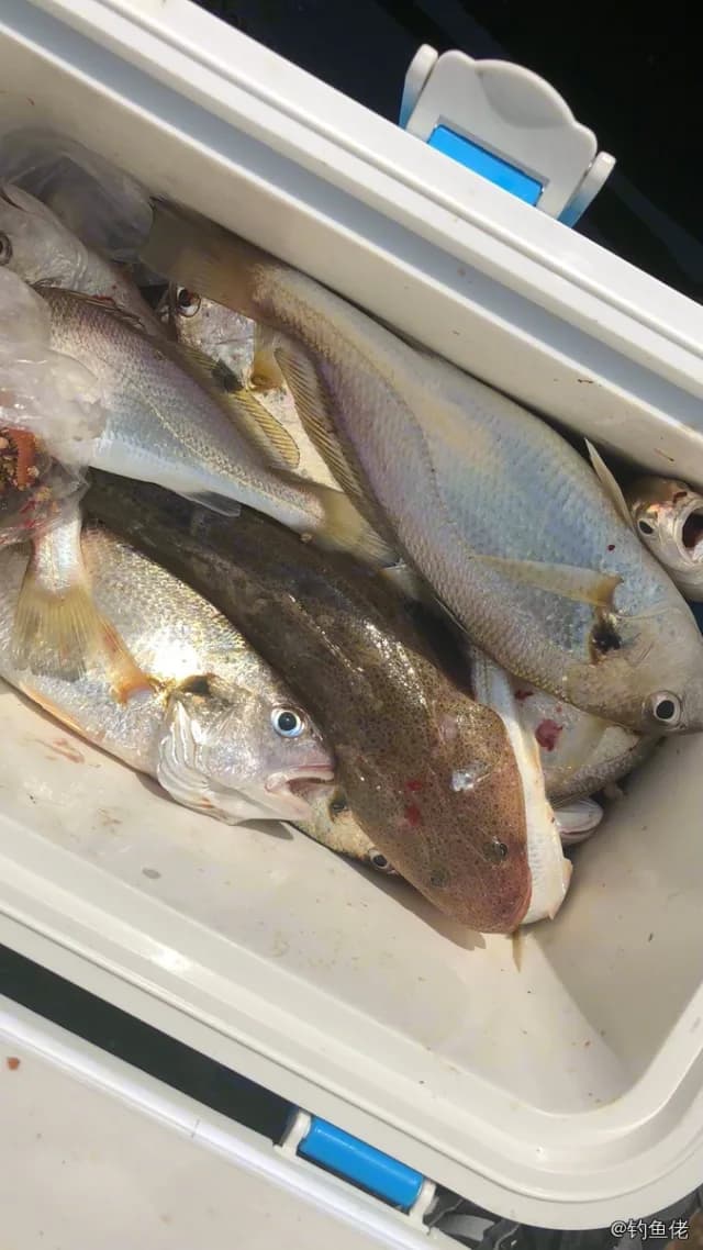 白姑鱼钓获 威海市 0.08kg