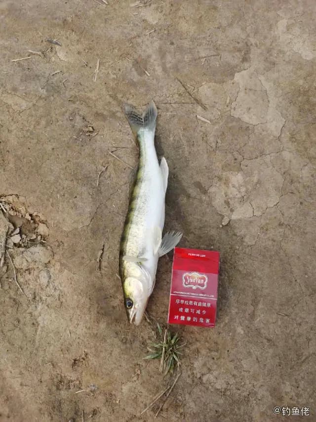 白梭吻鲈钓获 银川市 0.7kg