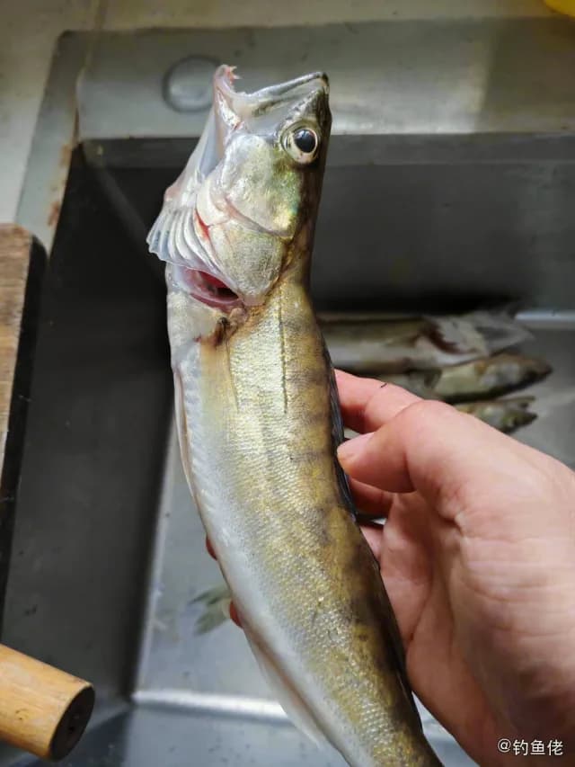 白梭吻鲈钓获 烟台市 0.4kg