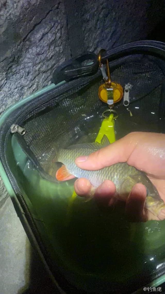 白条双锯鱼钓获 青岛市 0.1kg
