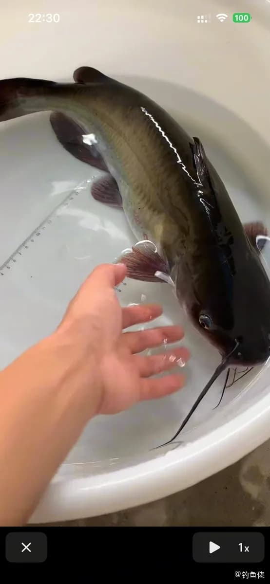 斑点叉尾鮰钓获 常德市 0.7kg