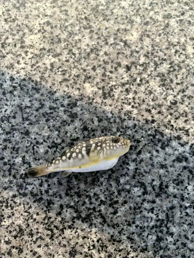 斑点多纪鲀钓获 汕头市 0.02kg