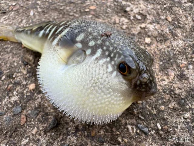 斑点多纪鲀钓获 海口市 0.3kg