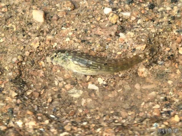 斑点肩鳃鳚钓获 青岛市