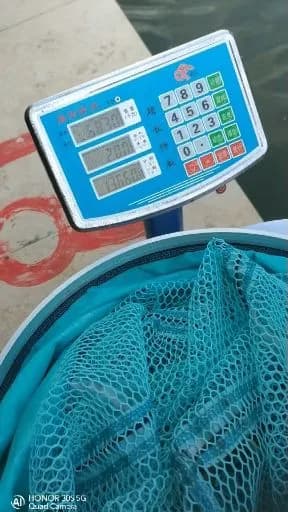 斑点月鱼钓获 黔南布依族苗族自治州 27kg