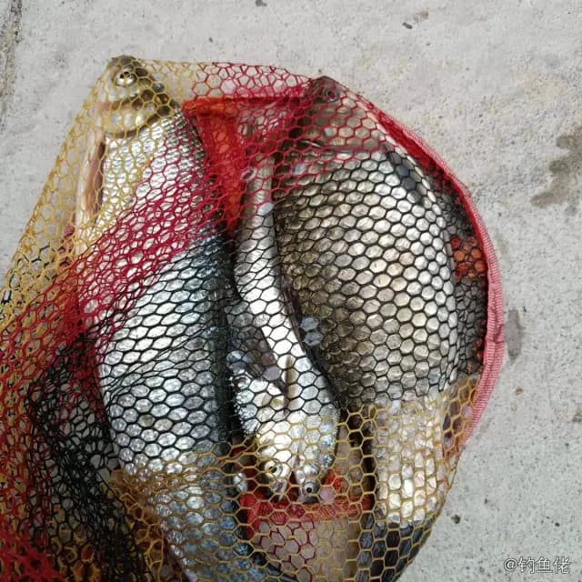 斑点月鱼钓获 遵义市 0.3kg