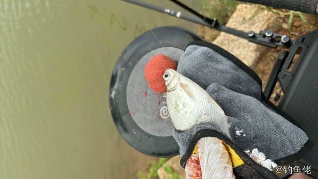 斑点月鱼钓获 珠海市 27kg