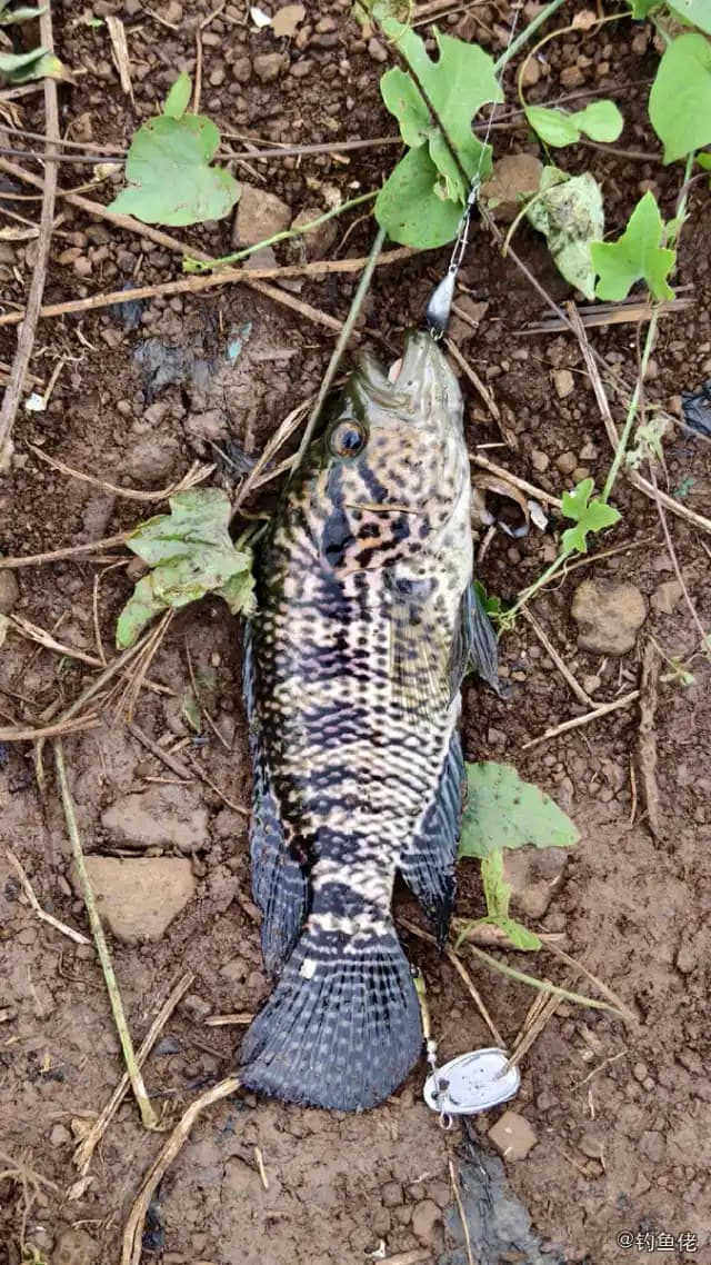 斑鳜钓获 海南省 1kg