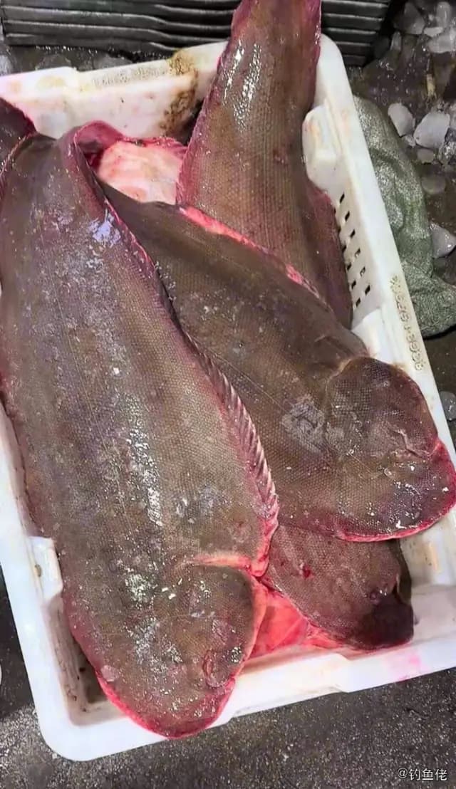 半滑舌鳎钓获 东营市 3kg