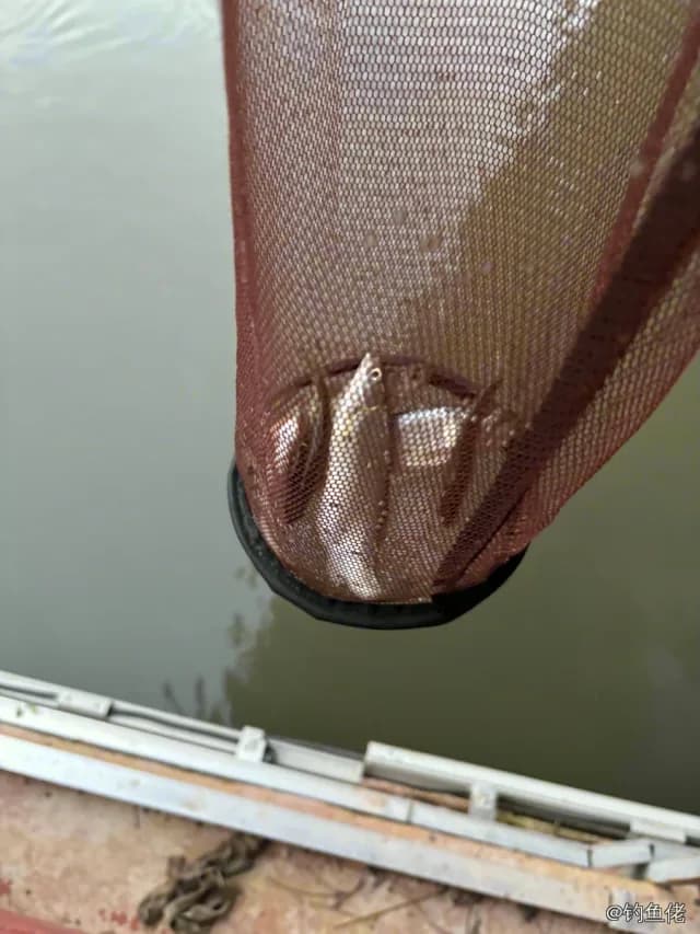 半滑舌鳎钓获 金华市 0.25kg