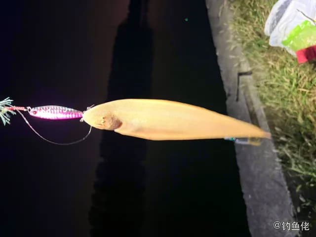 半滑舌鳎钓获 扬州市 0.6kg