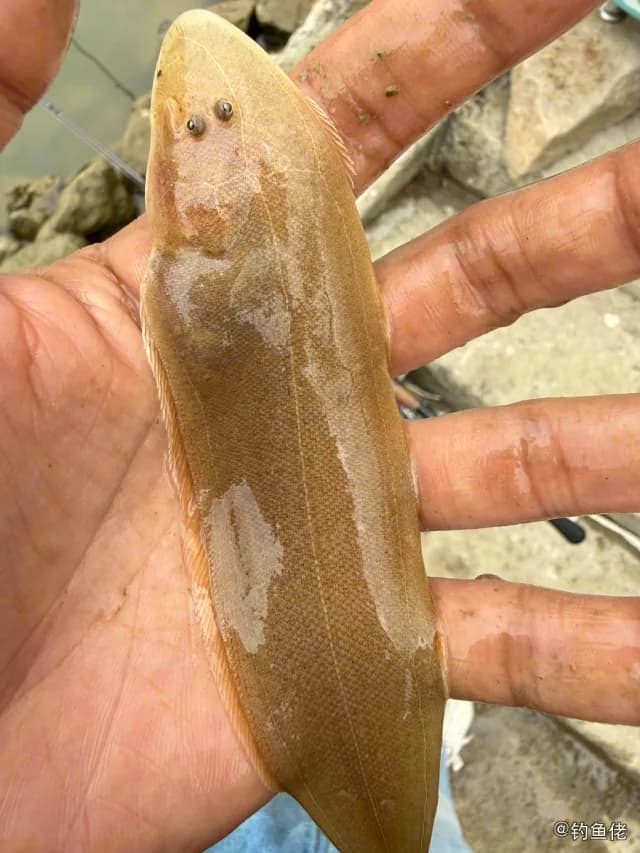 半滑舌鳎钓获 东莞市 0.25kg