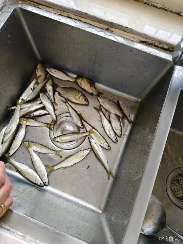 斑鰶钓获 随州市 0.03kg