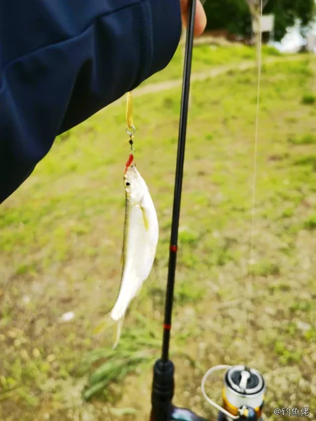 斑条魣钓获 北京市 0.2kg