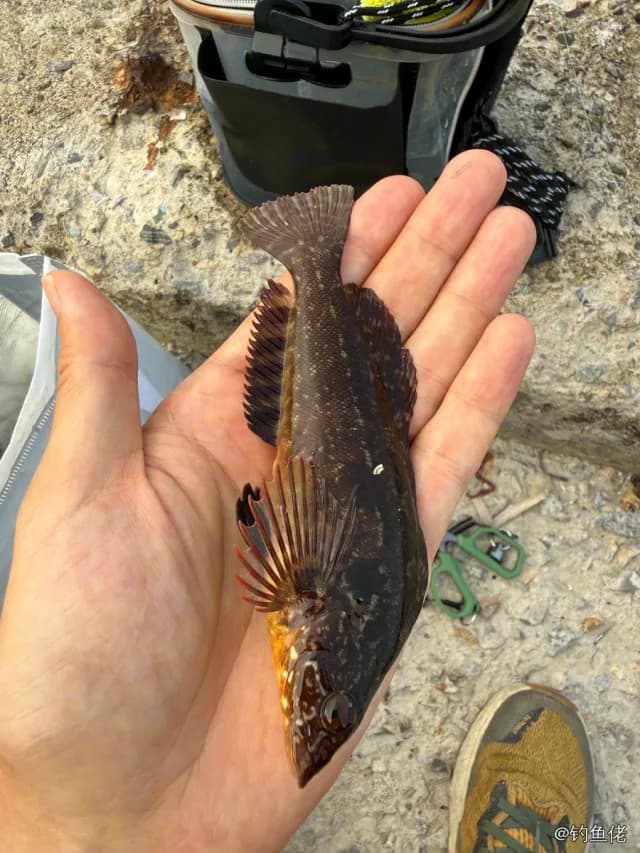 斑头六线鱼钓获 威海市 0.1kg