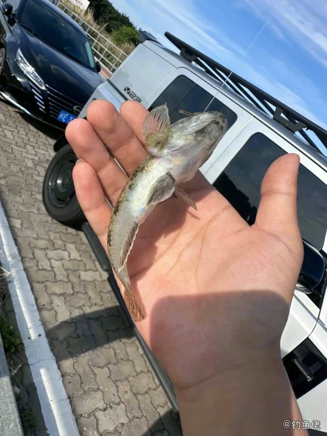 斑纹舌虾虎鱼钓获 漳州市 0.05kg