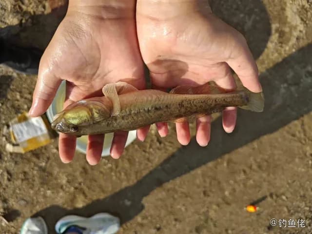 斑纹舌虾虎鱼钓获 天津市 0.05kg