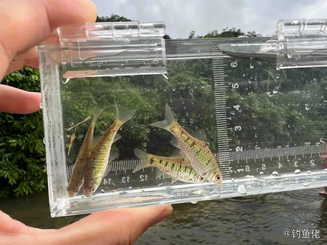 半纹小鲃钓获 惠州市 0.01kg