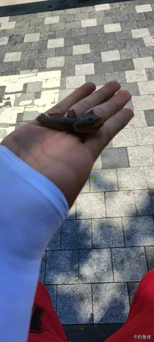 棒花鱼钓获 深圳市