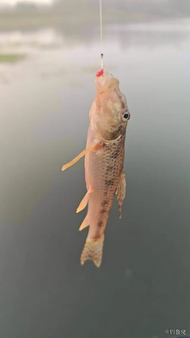 棒花鱼钓获 枣庄市 0.02kg
