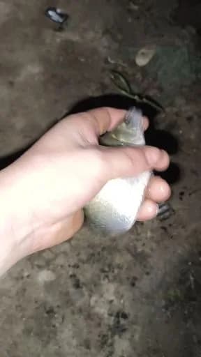 鲍氏项鳍鱼钓获 北京市 0.8kg