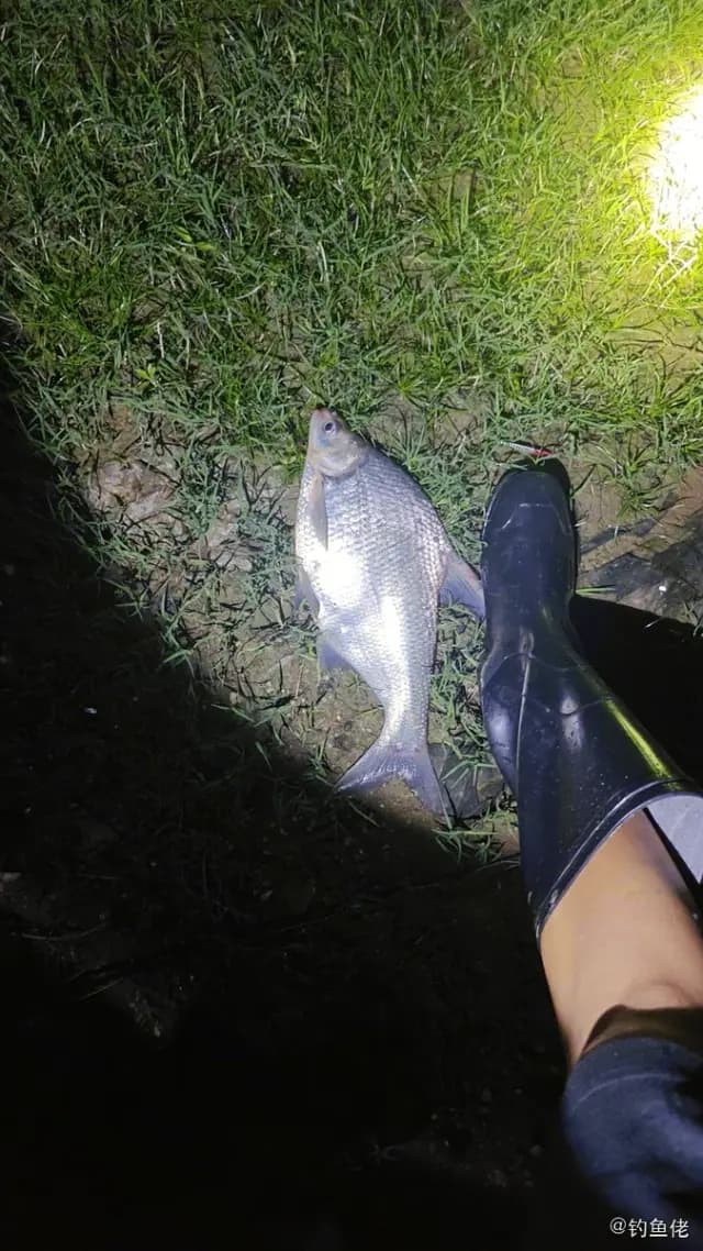 鳊鱼钓获 南昌市 1kg