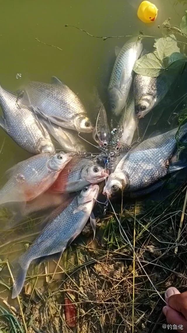 鳊鱼钓获 亳州市 0.3kg
