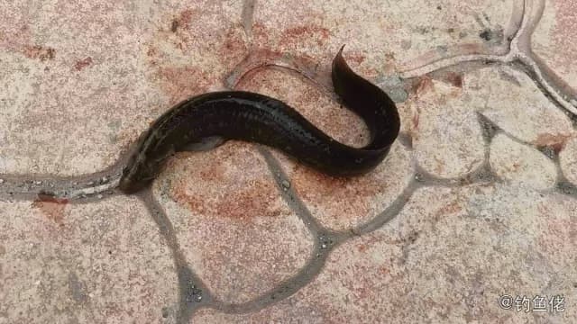 伯氏网鳚钓获 大连市 0.1kg